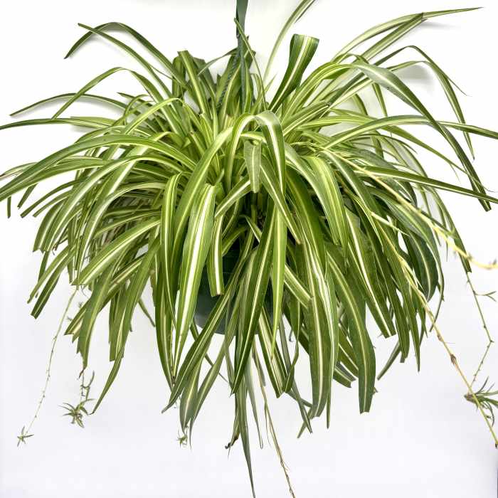 Spider Plant Hanging Basket