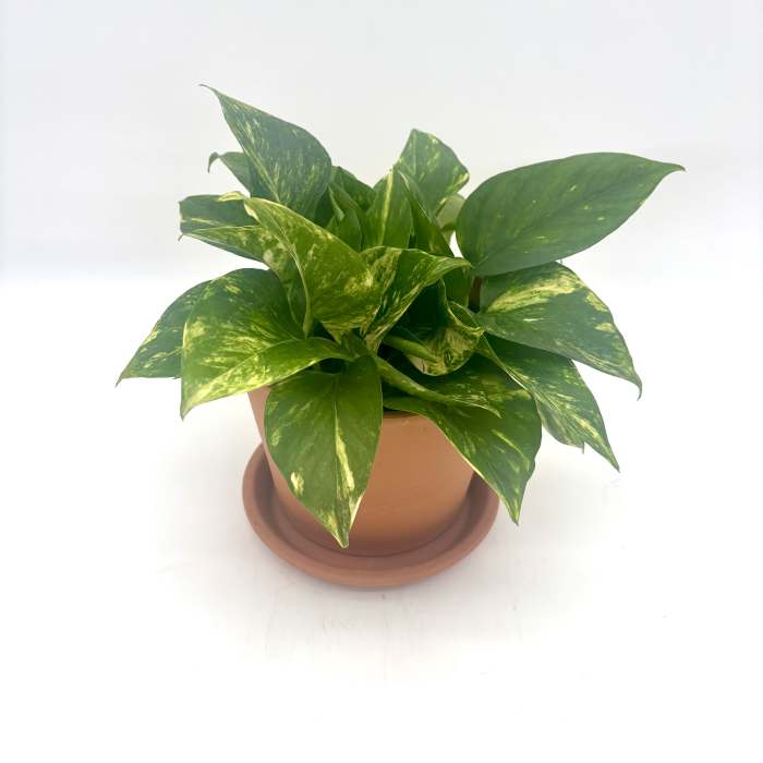 Golden Pothos