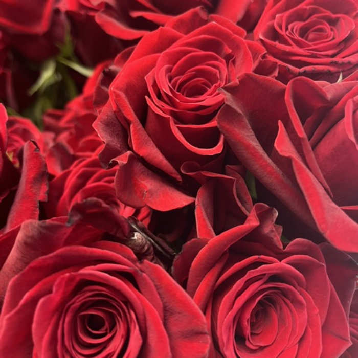 Close-up of red roses clustered together