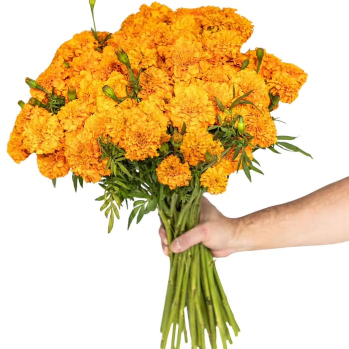Handheld bouquet of orange marigolds with green buds