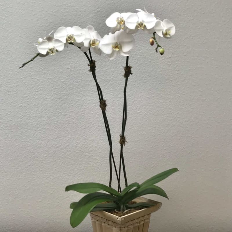 TLSP Orchid Plant