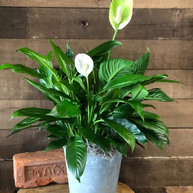 Potted peace lily with white blooms in a metal container