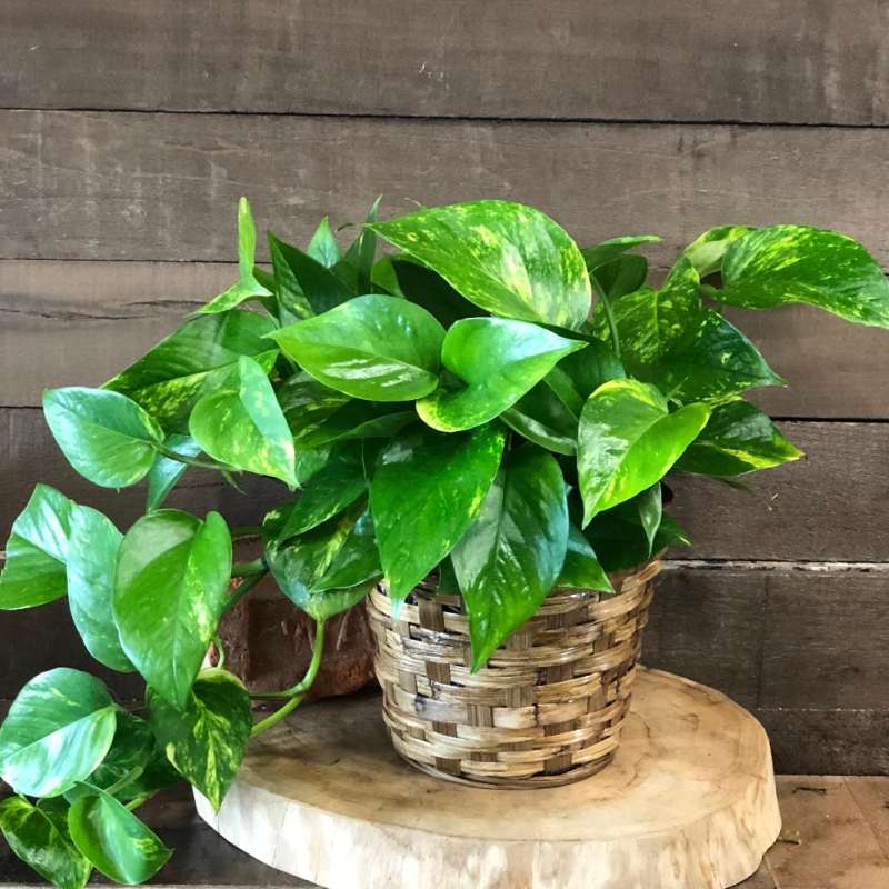 Potted pothos plant in a woven basket planter