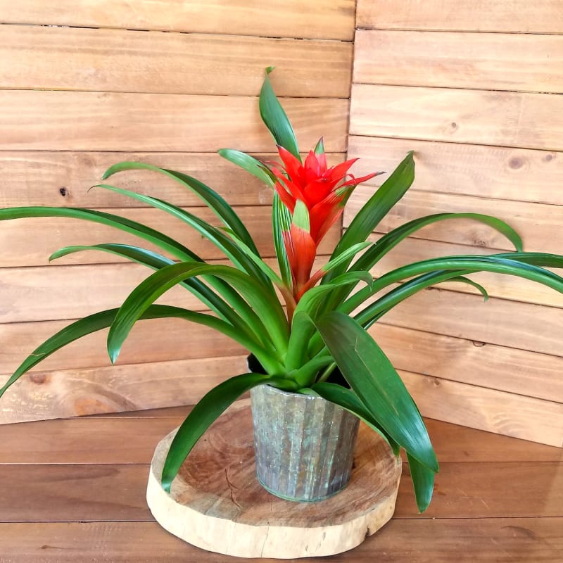 Potted red bromeliad plant with arching green leaves on a wooden slab