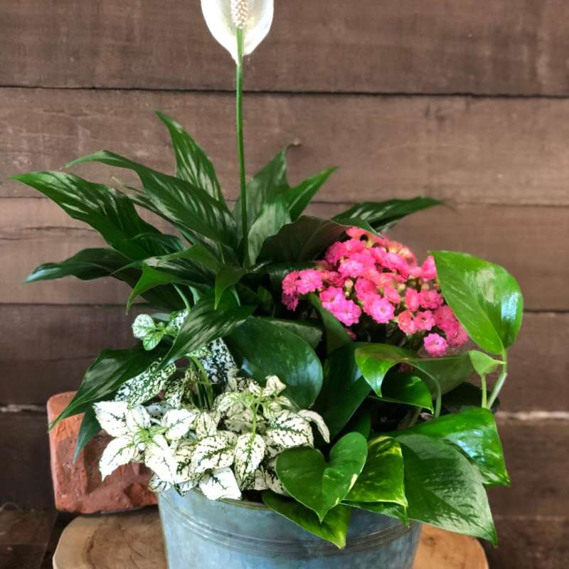 Potted peace lily with pink flowers and variegated foliage in a blue container