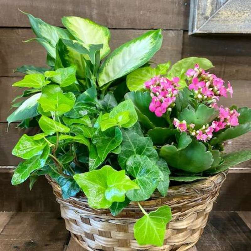 Basket of green plants with pink flowers
