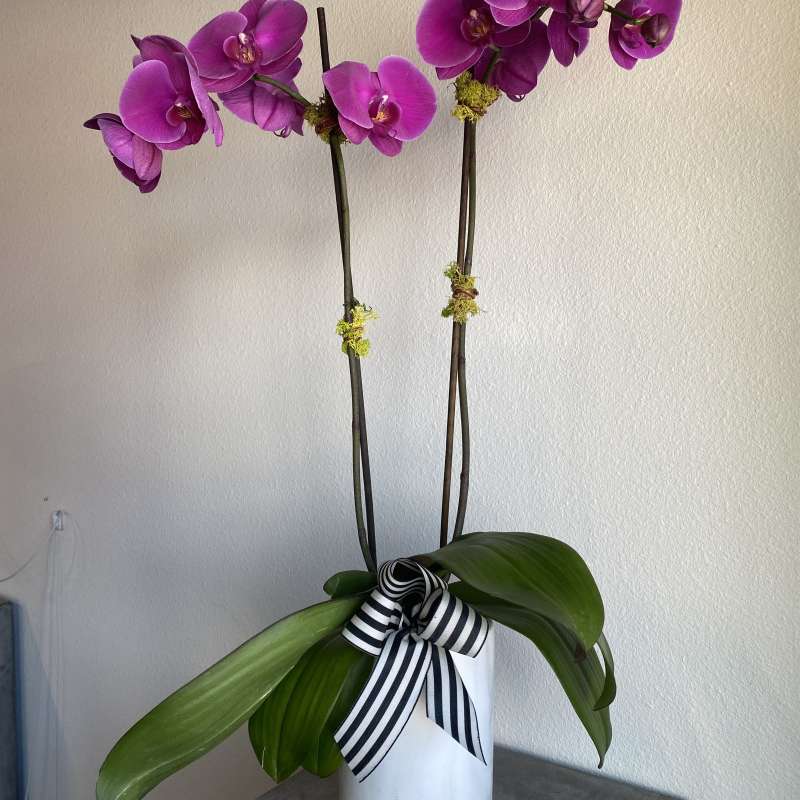 Potted double-stem purple orchid in a white cylinder vase with a striped ribbon