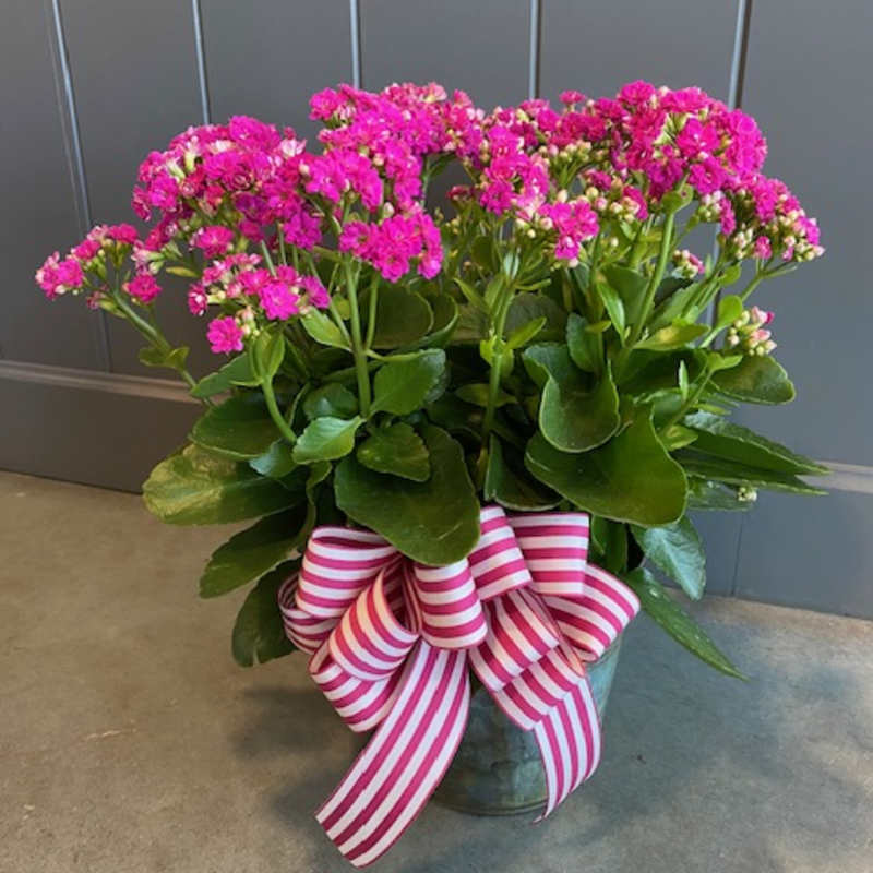 Potted pink flowering plant with a striped ribbon bow