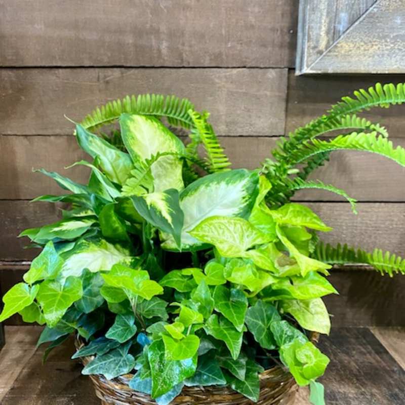 Basket of assorted green houseplants with ivy and fern fronds