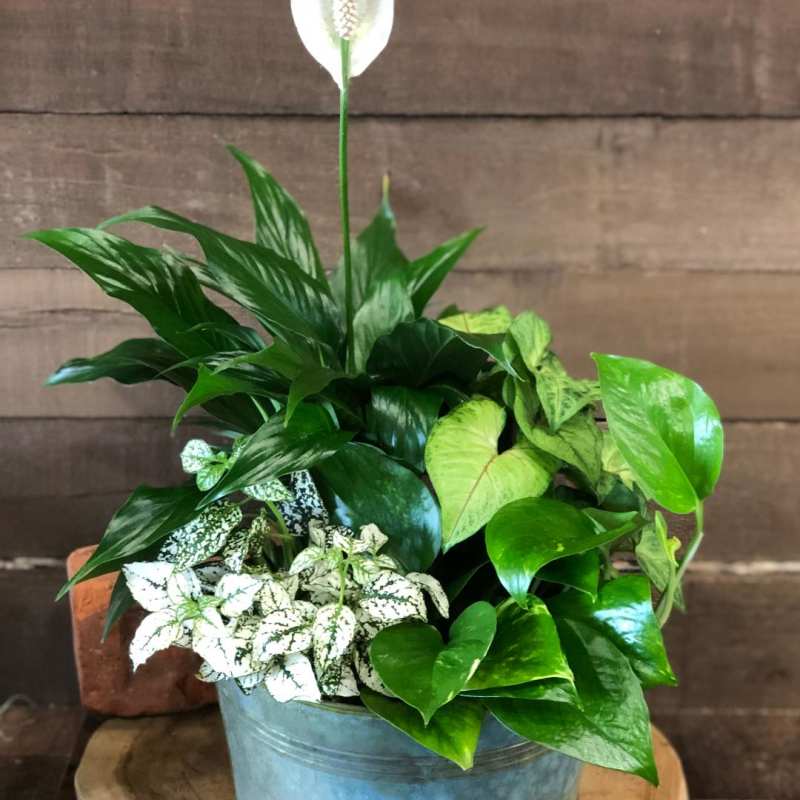 Potted peace lily with mixed green foliage and white blooms