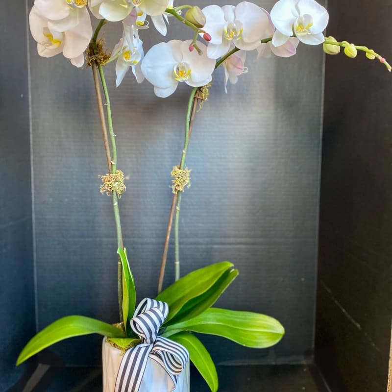 White orchid plant in a white pot with a striped ribbon
