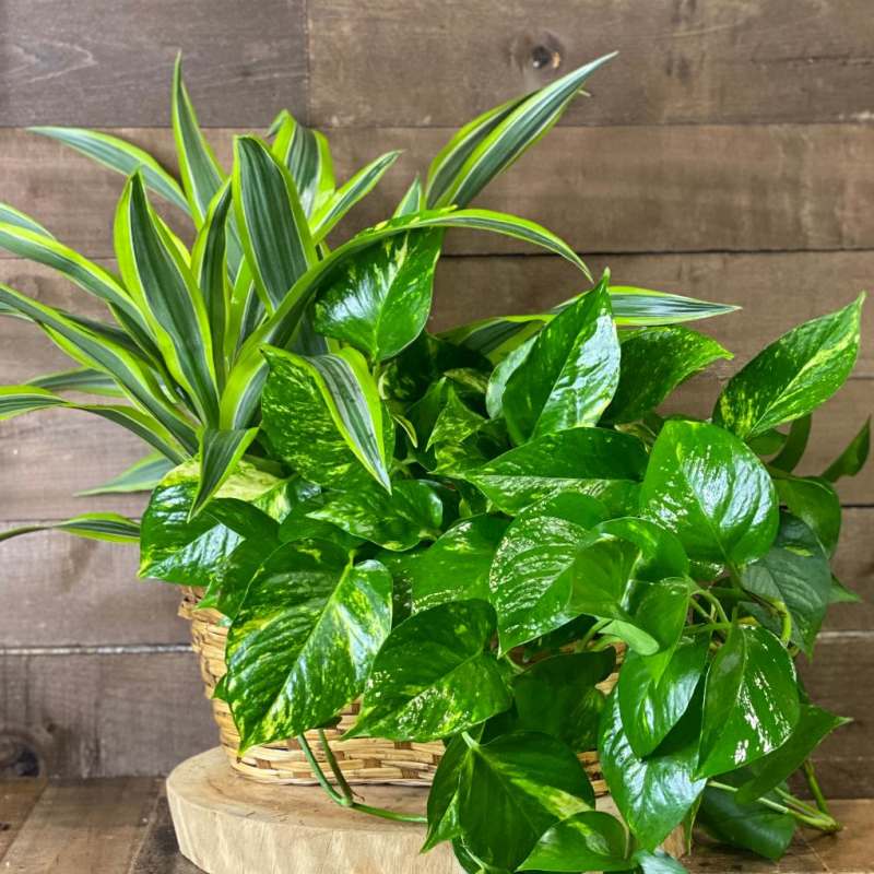 Basket of green houseplants with striped and glossy leaves