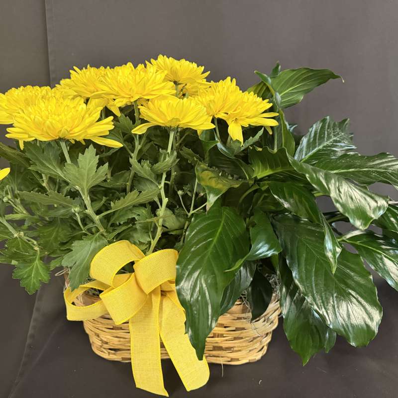 Yellow chrysanthemums and a green plant in a wicker basket with a yellow ribbon