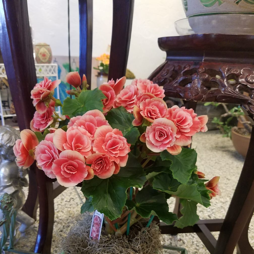 Clovis Florist Flower Delivery by Clovis Floral & Cafe