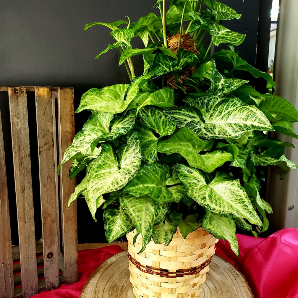 Shawnee Florist Flower Delivery by Graves Floral