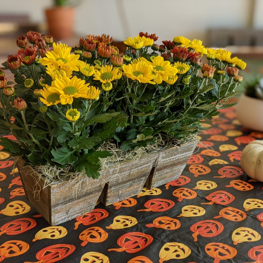 Belmont Florist Flower Delivery by Jayne's Flowers