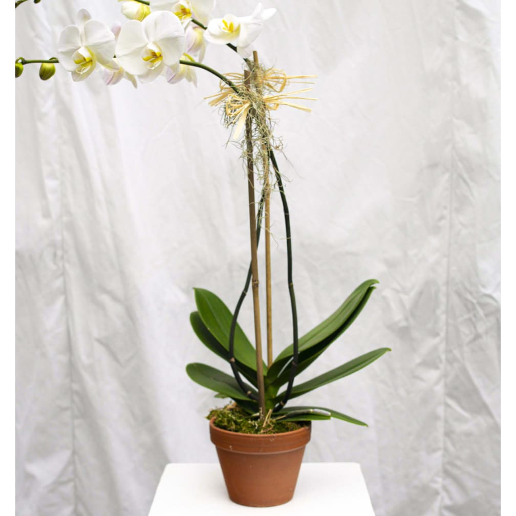 Darien Florist Flower Delivery by Springdale Florist & Greenhouses