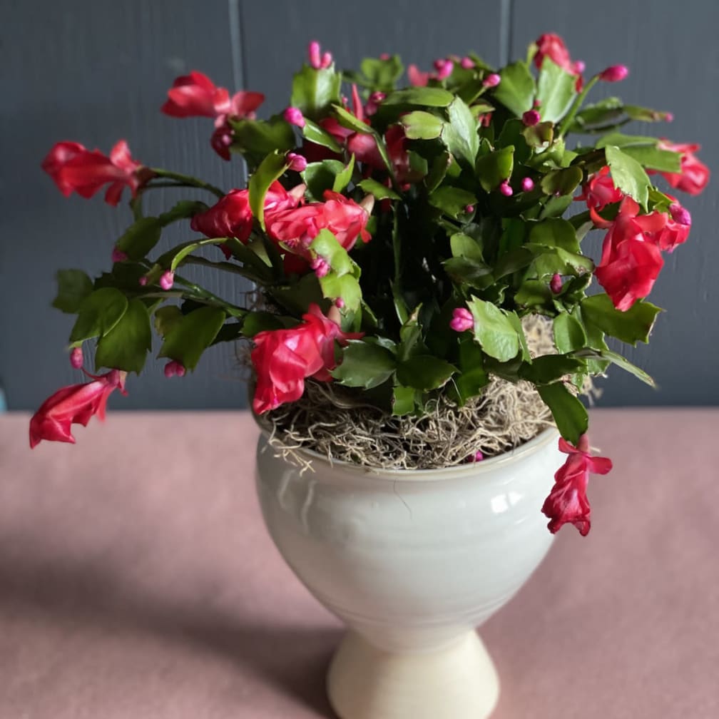 Morristown Florist Flower Delivery by Colly Flowers