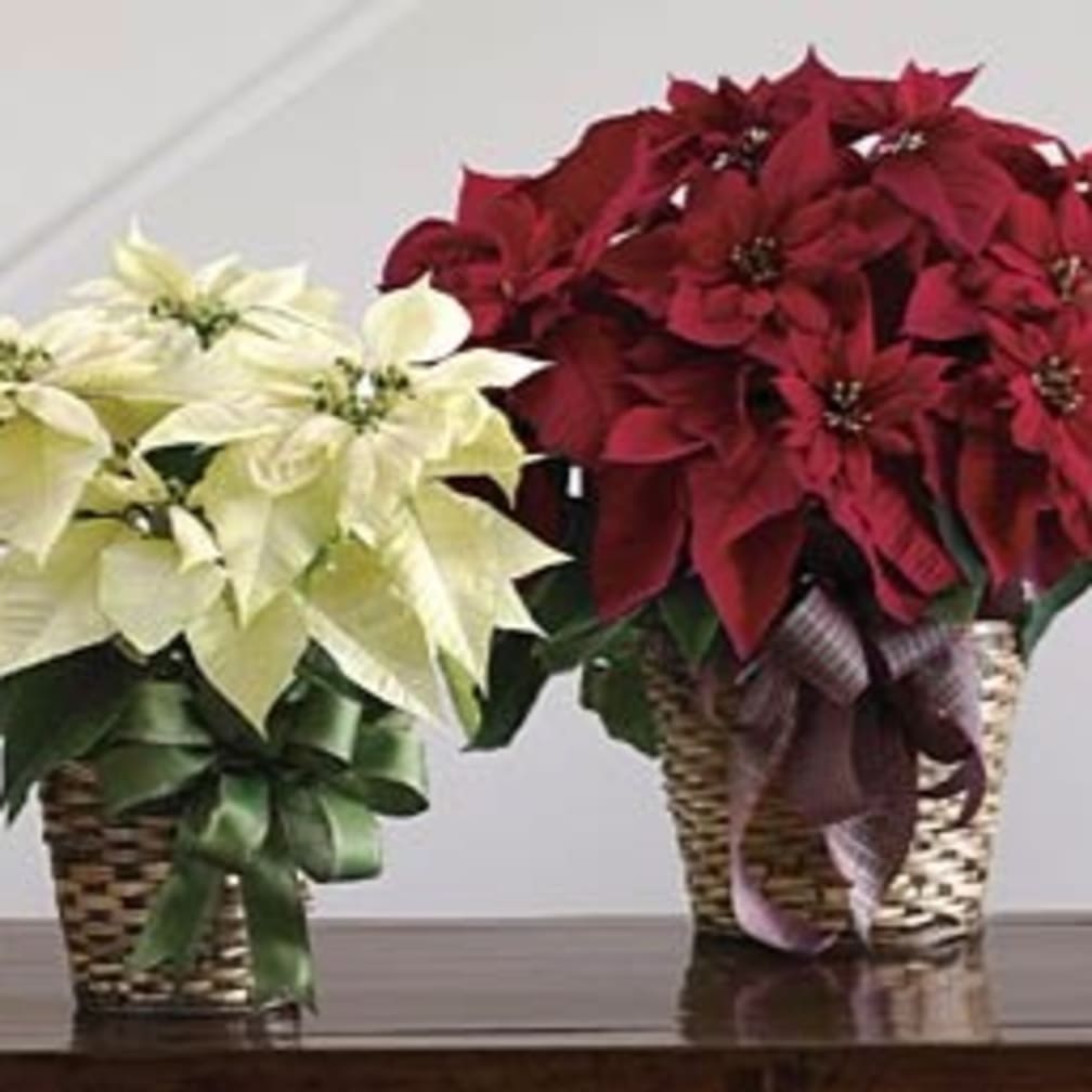 Florist & Local Flower Delivery in Scottsdale, AZ Paradise Valley Florist