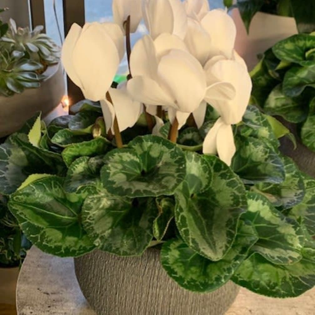 Natick Florist Flower Delivery by Posies of Wellesley