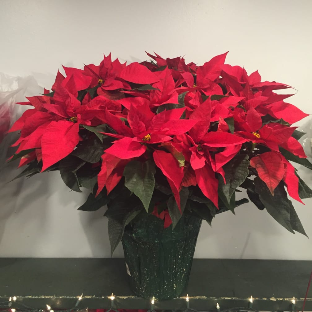 Boston Florist Flower Delivery By Robins Flower Shop