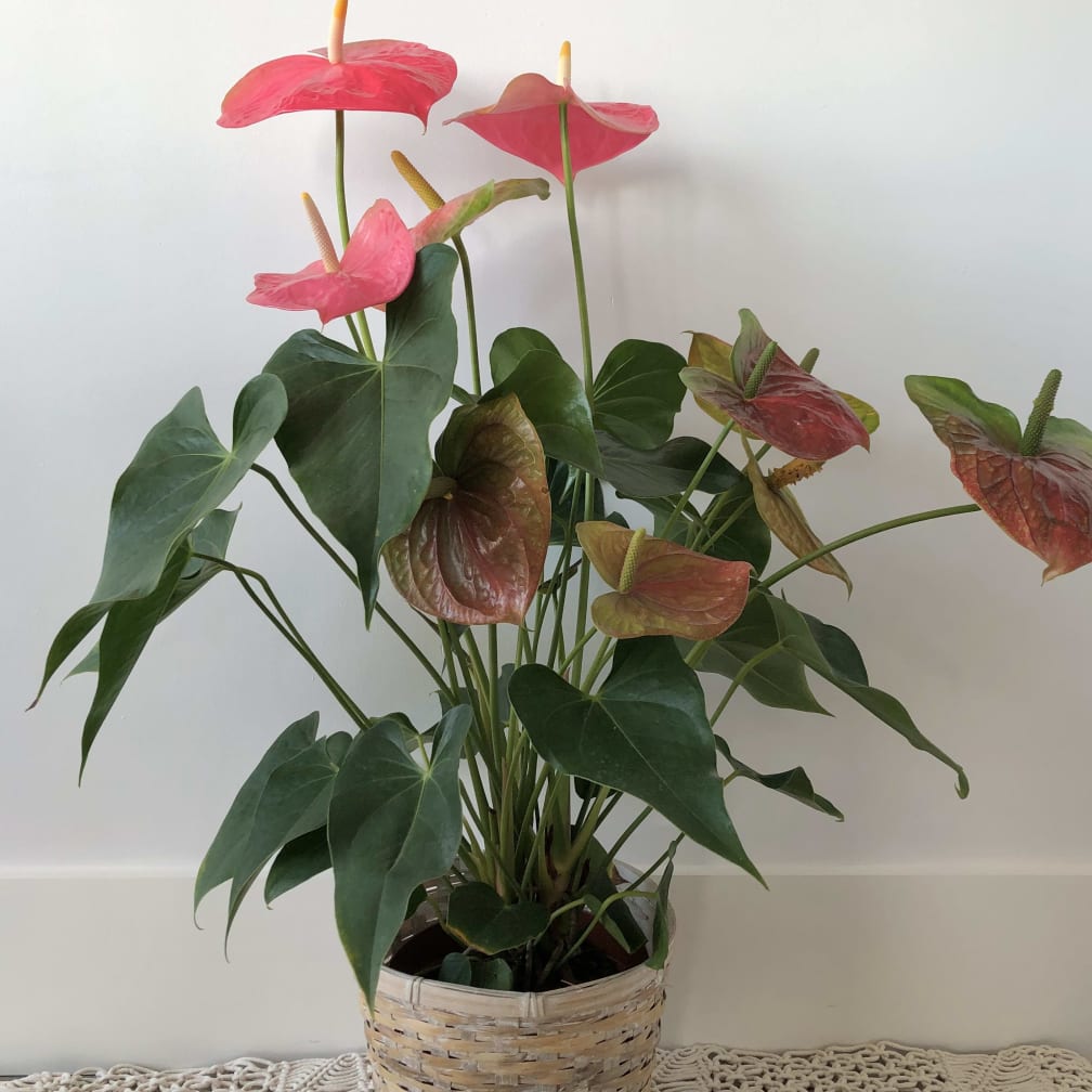 San Clemente Florist | Flower Delivery by The San Clemente ...