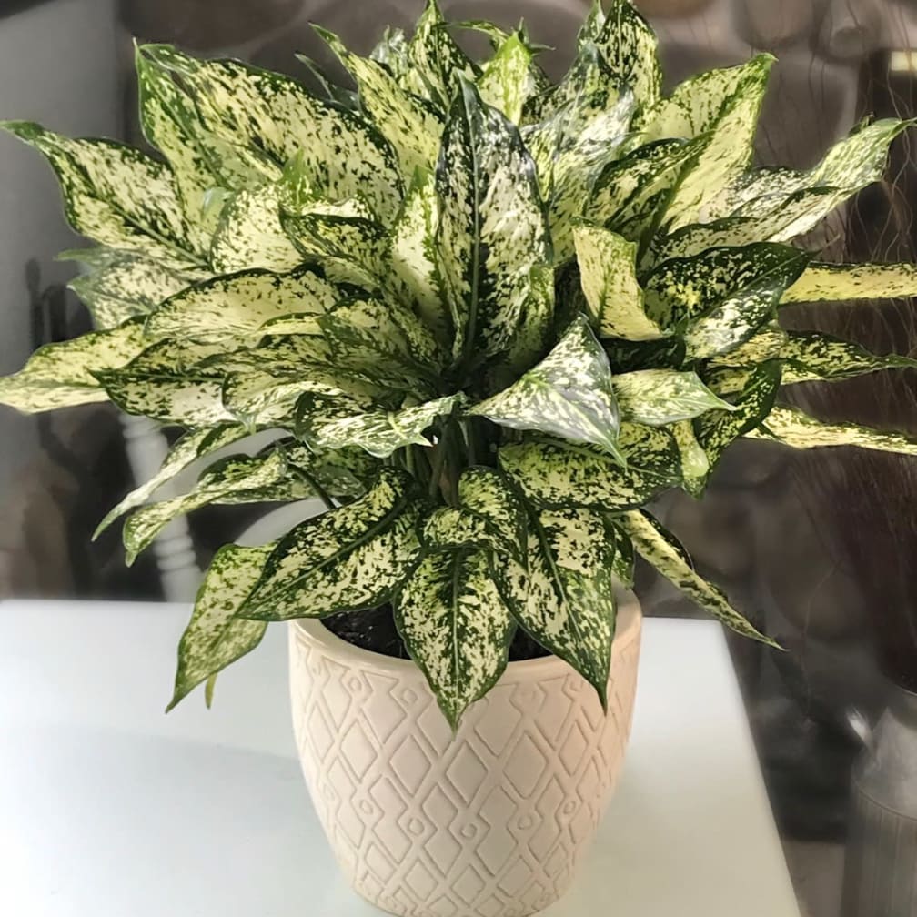 Agoura Hills Florist Flower Delivery by Oakbrook Florist & The Gift