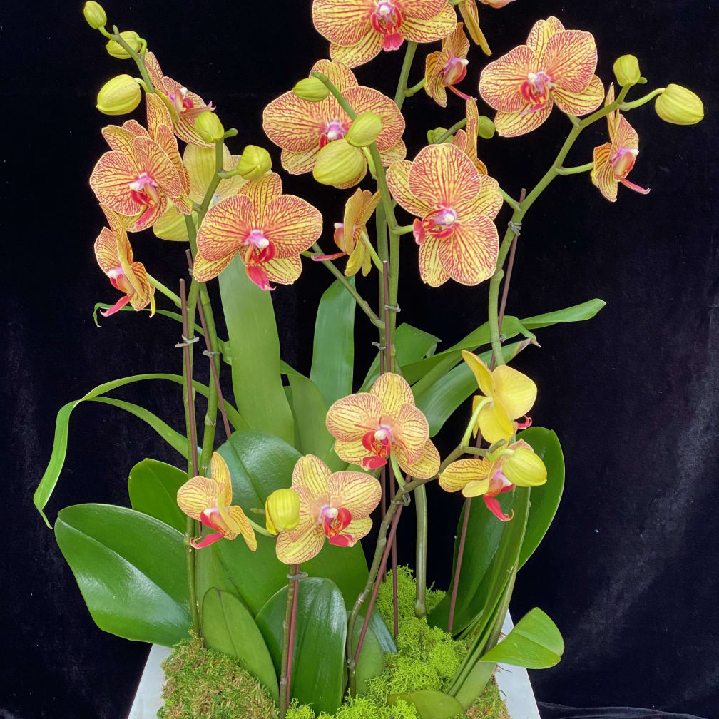 Encinitas Florist Flower Delivery by Divine Orchids