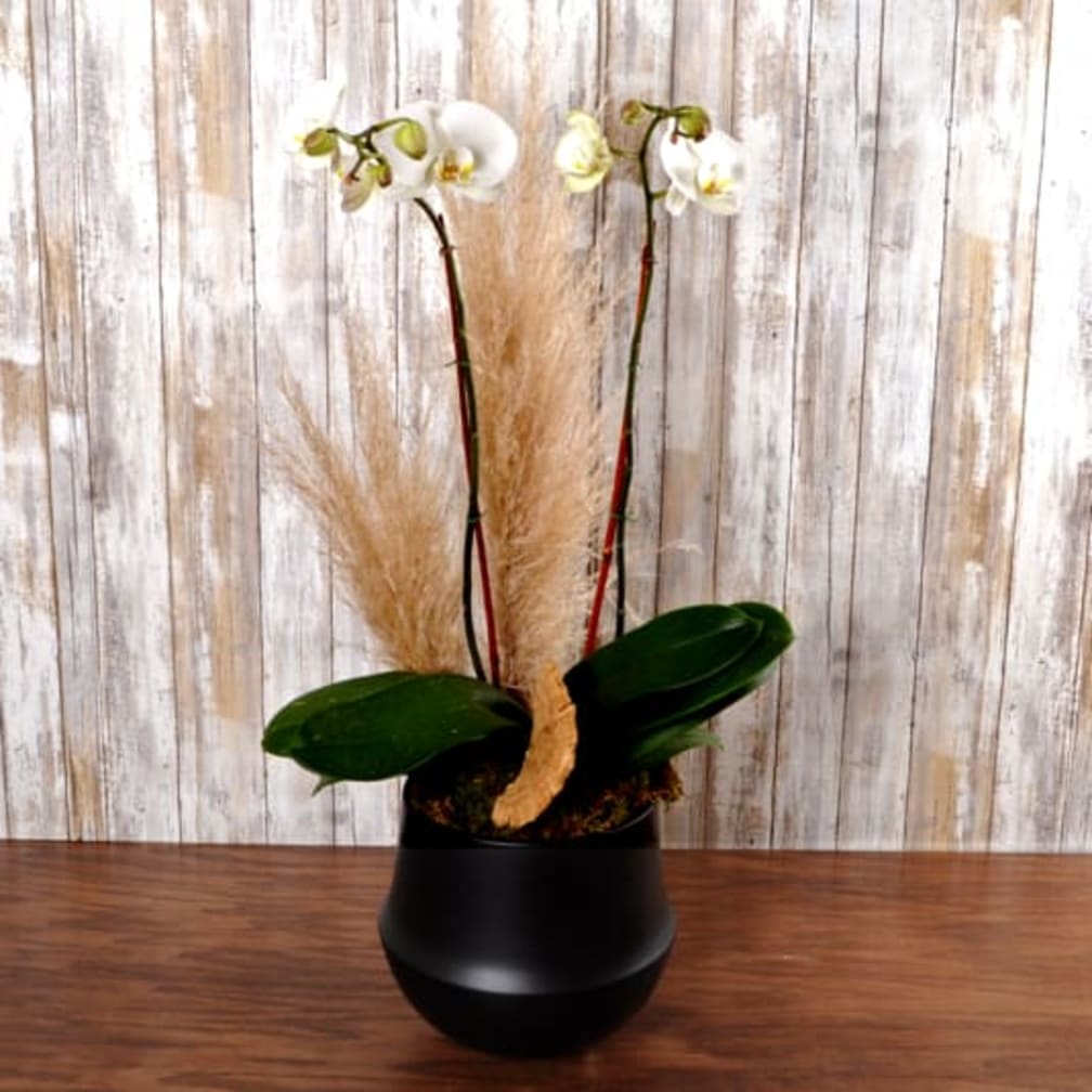 Downingtown Florist Flower Delivery by Blue Moon Florist