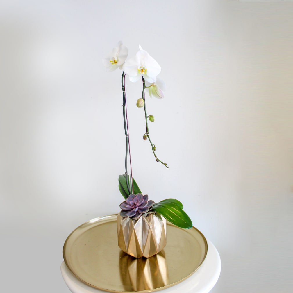 Los Angeles Florist Flower Delivery by Sonny Alexander Flowers