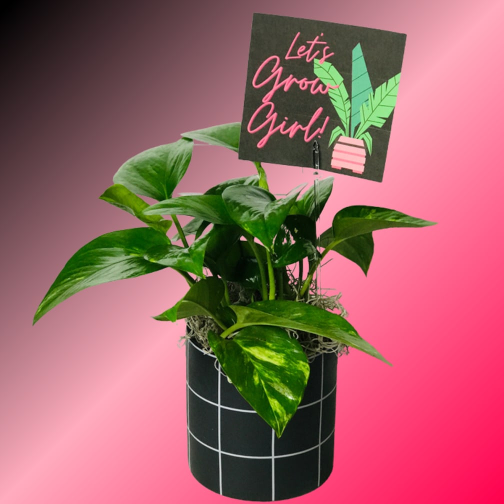 Phoenix Florist Flower Delivery by STEM SWAG