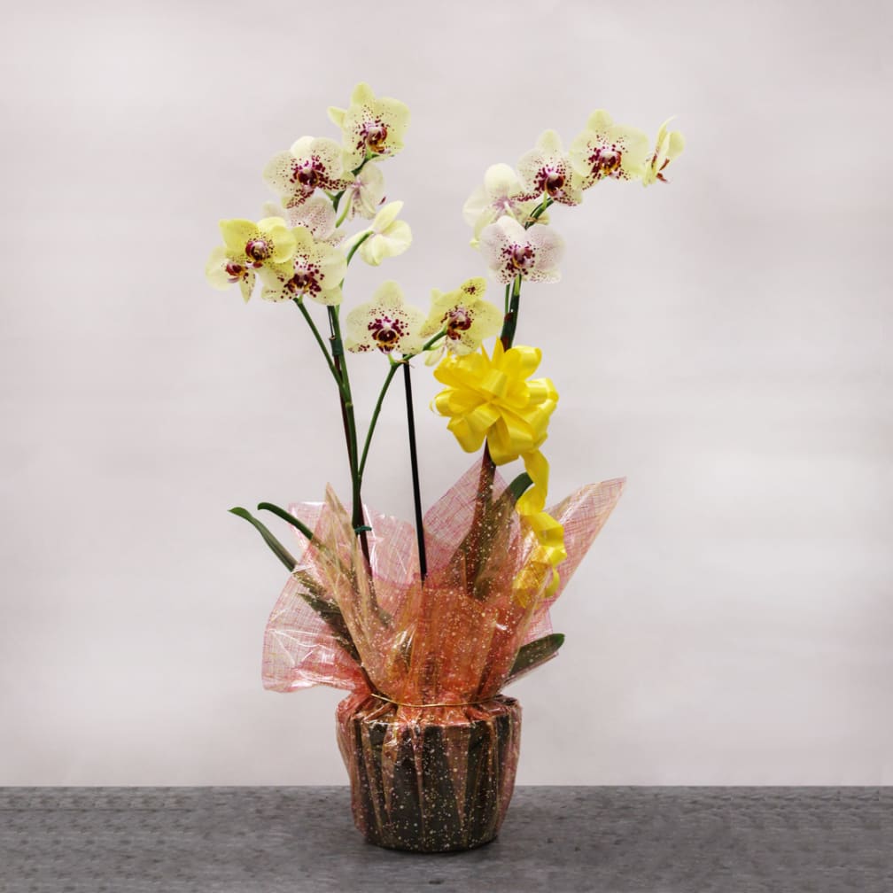 Watanabe Floral Flower Delivery Voted Hawaii’s Best Florist