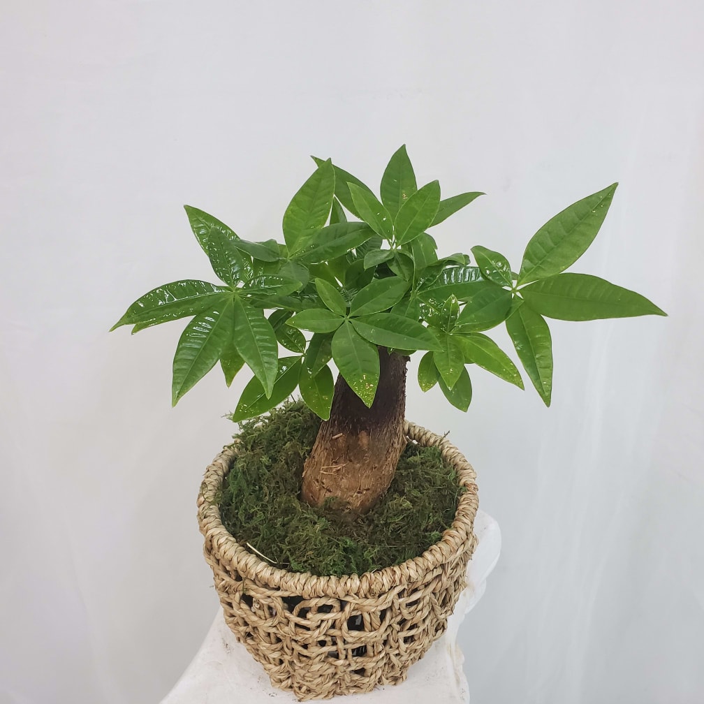 Huntersville Florist Flower Delivery by Big Bud's Florist