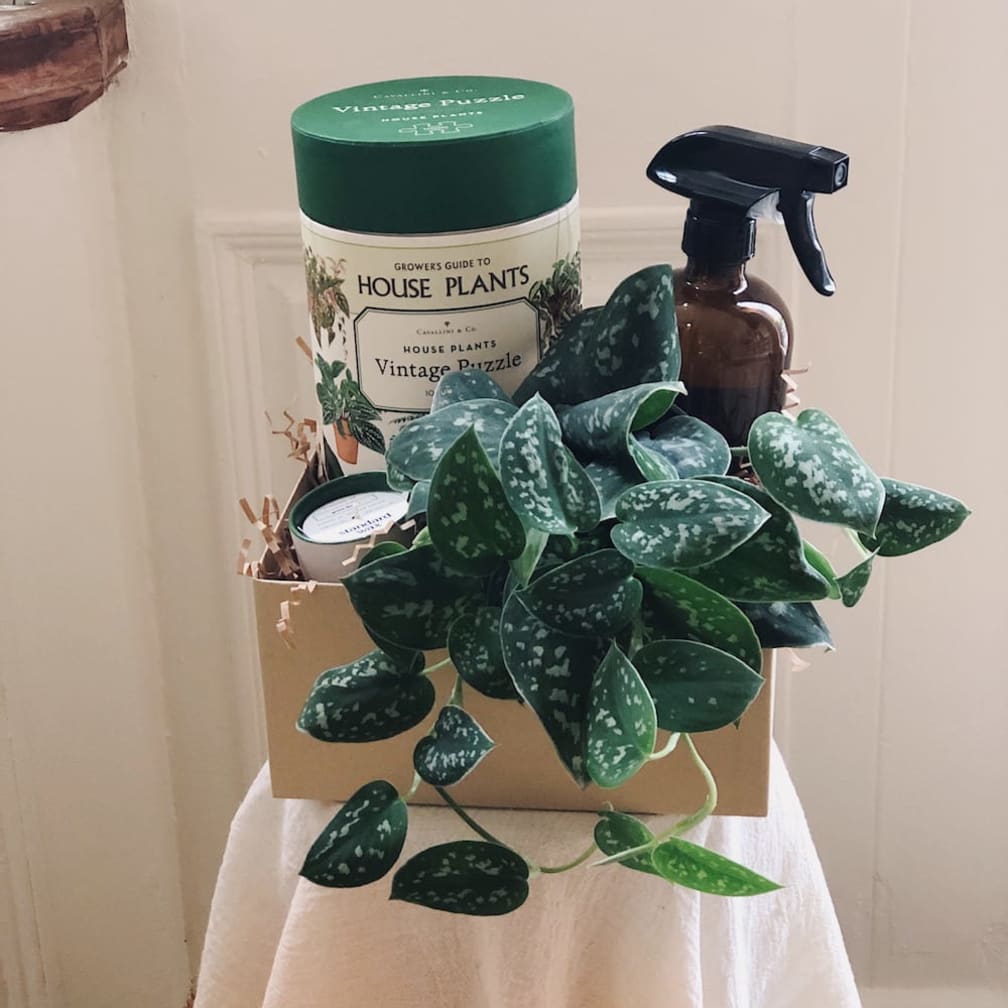 Morristown Florist Flower Delivery by Colly Flowers