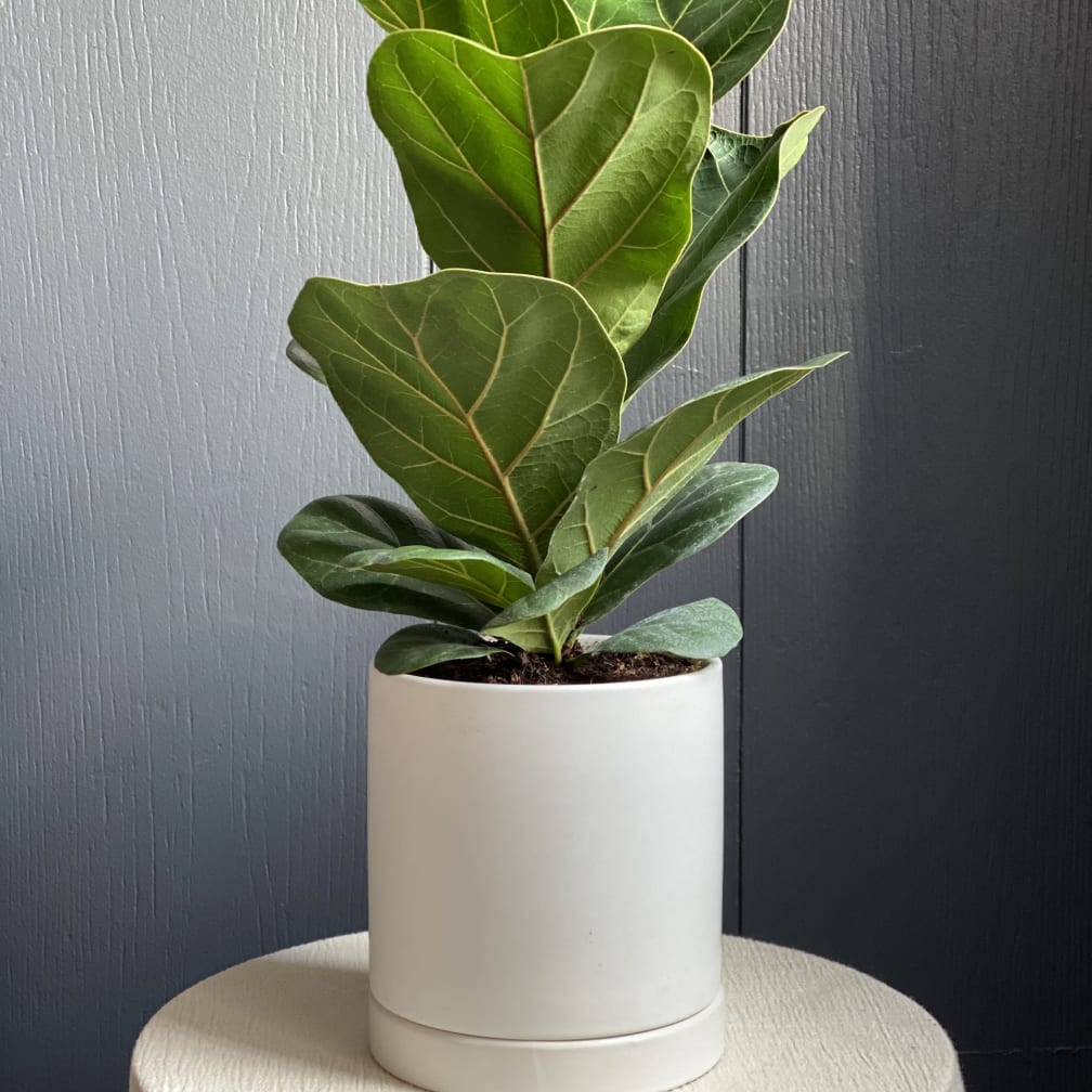 Morristown Florist Flower Delivery by Colly Flowers