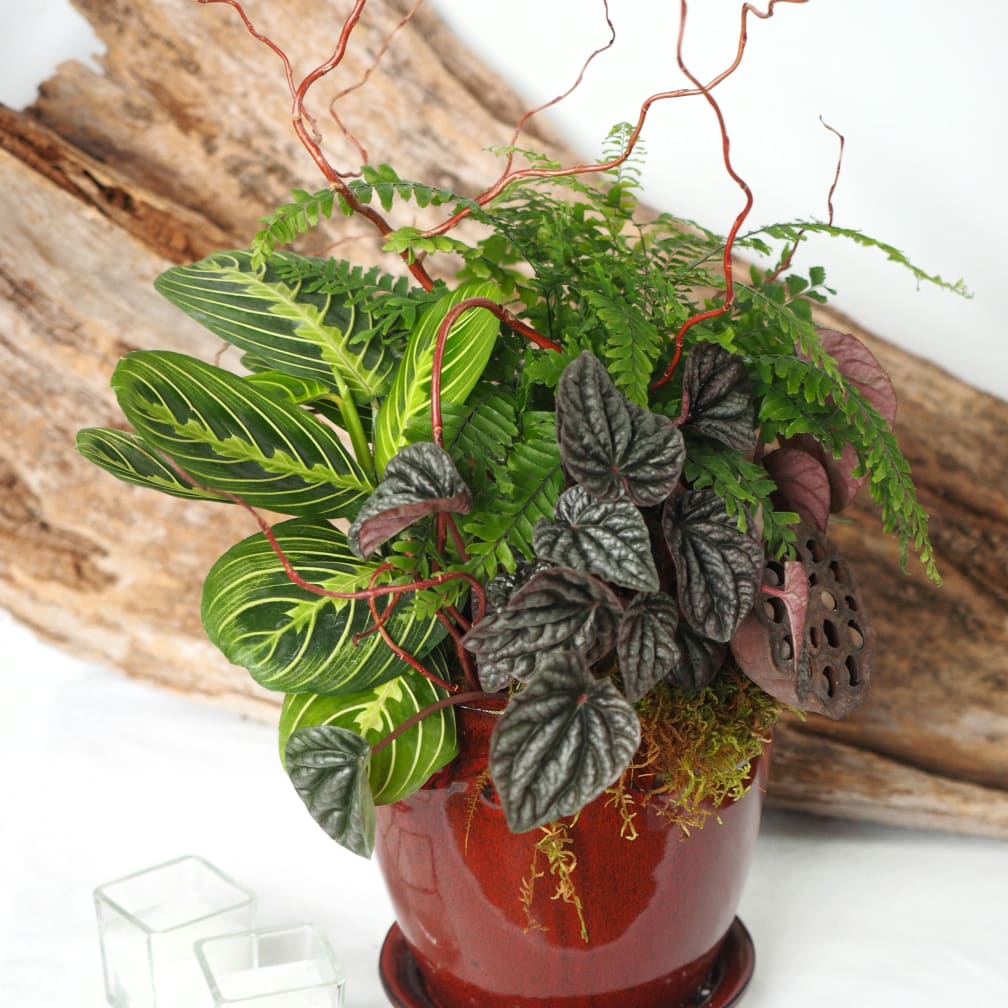 St Paul Florist Flower Delivery by Your Enchanted Florist