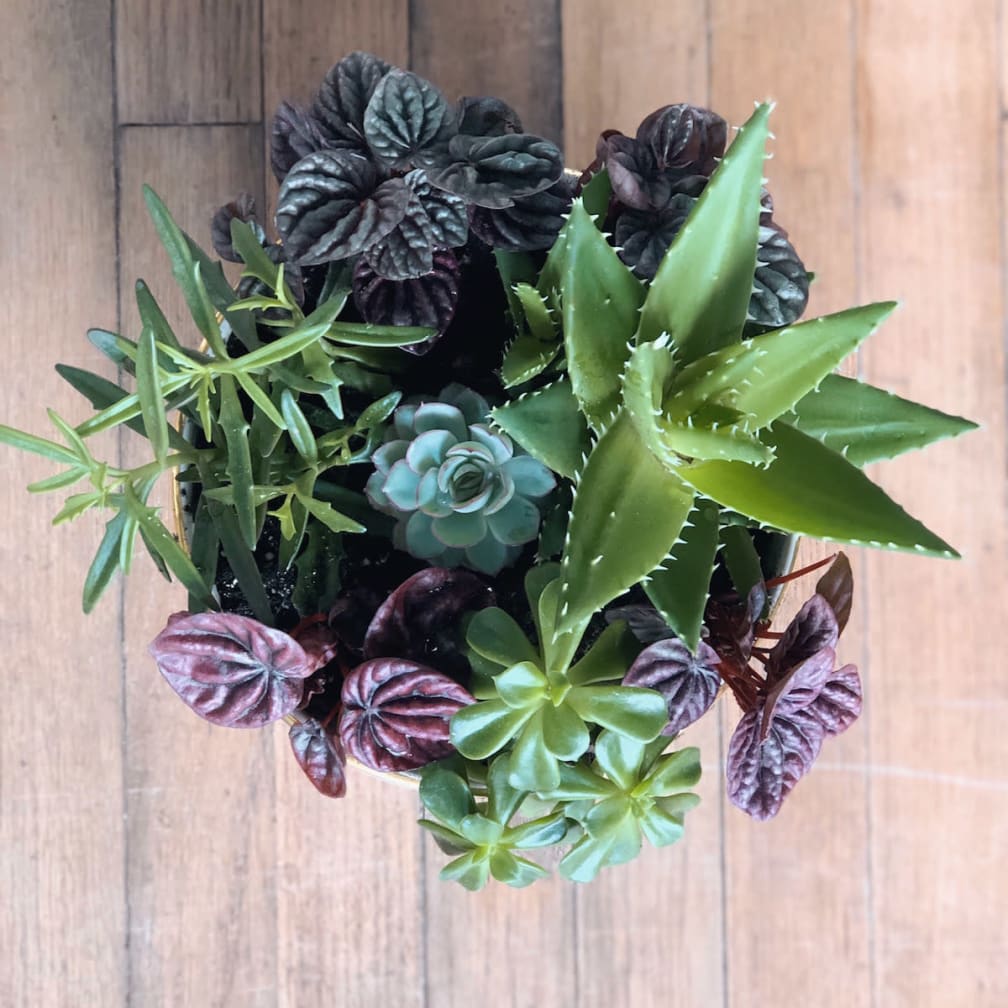 Morristown Florist Flower Delivery by Colly Flowers