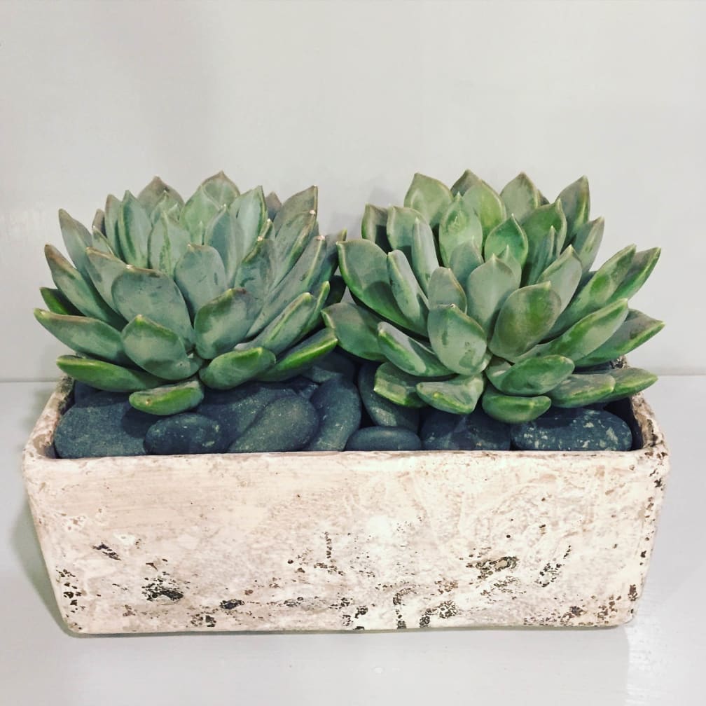 Scarsdale Florist Flower Delivery by Colonial Village Flowers