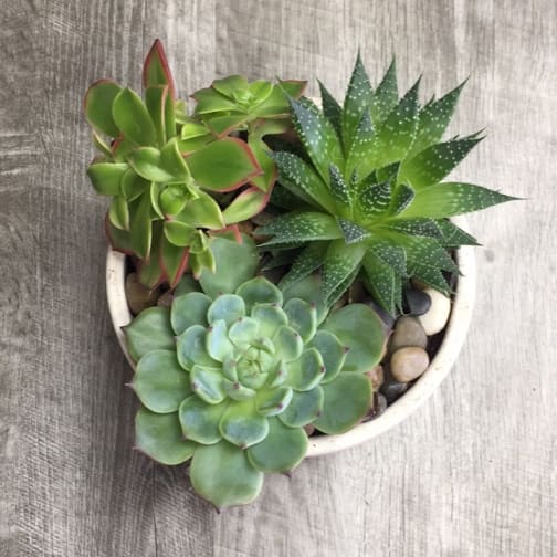 Succulent Garden Dish In Seattle Wa University Village Florist