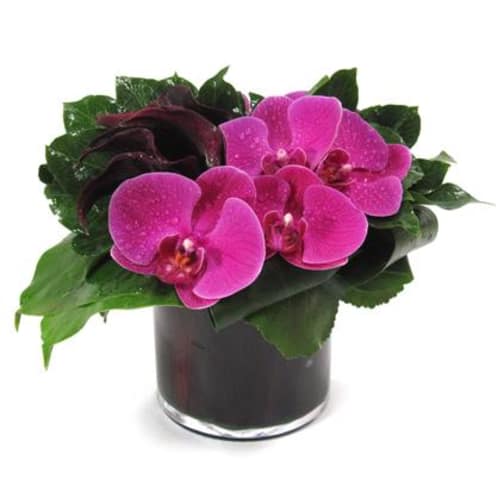 Magenta Orchid Arrangement In Phoenix Az Artistic Surroundings