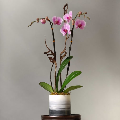 Miami Florist Flower Delivery By Boutique Orchid