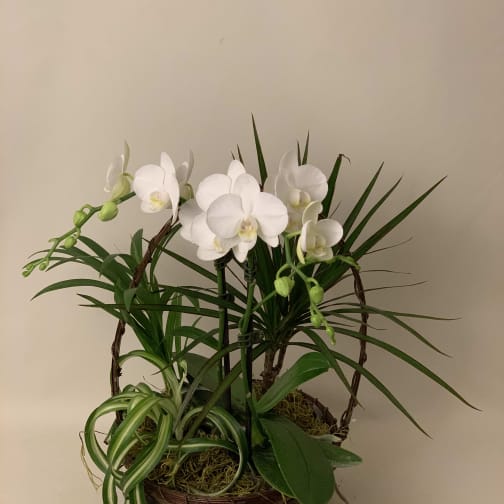 Los Altos Florist Flower Delivery By Dazzling Blooms