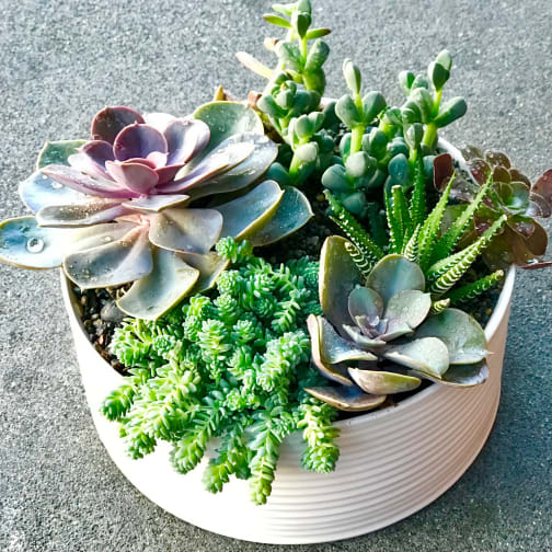 San Francisco Florist Flower Delivery By Not Just Flowers