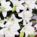 Premier Sympathy Flowers, LLC