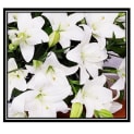 Premier Sympathy Flowers, LLC