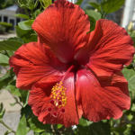 Wild Flower Floral Design
