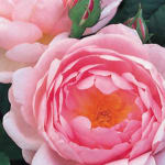 Christoffers Flowers and Gifts