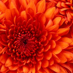 Country Flowers and More