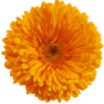 Mums The Word