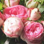 Steve's Floral Shop